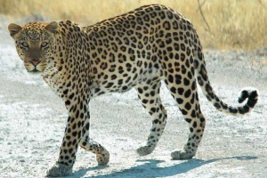 Jaka prędkość biegu rozwija lampart? Jaka prędkość biegu rozwija lampart?